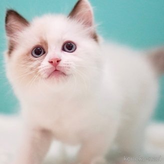 販売中の東京都のラグドール-114593の4枚目